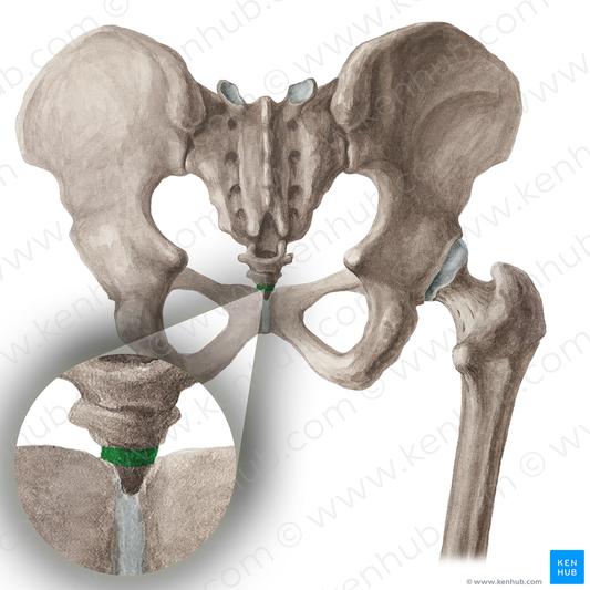 Vertebra Co3 (#16050)