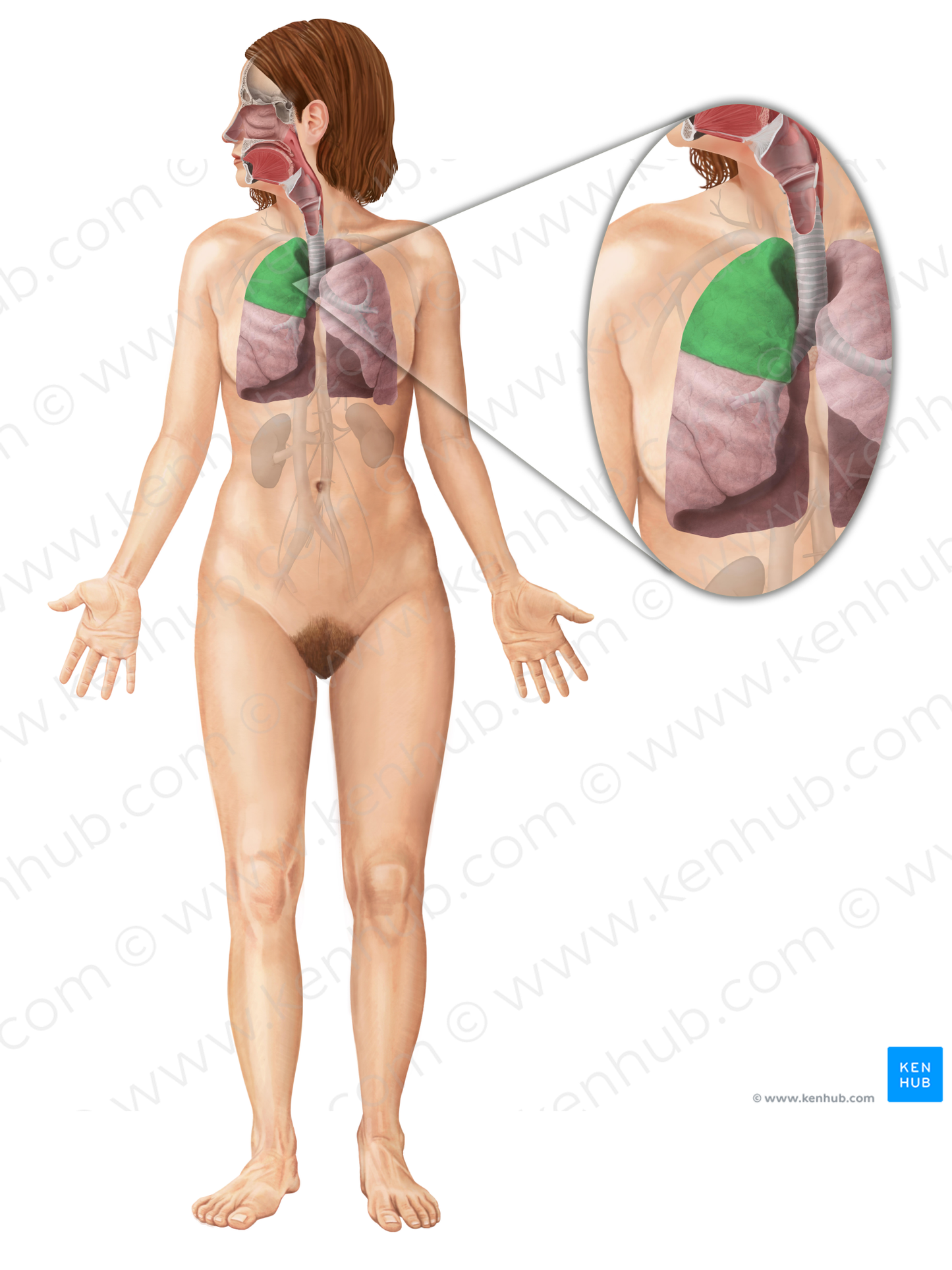 Superior lobe of right lung (#4870)