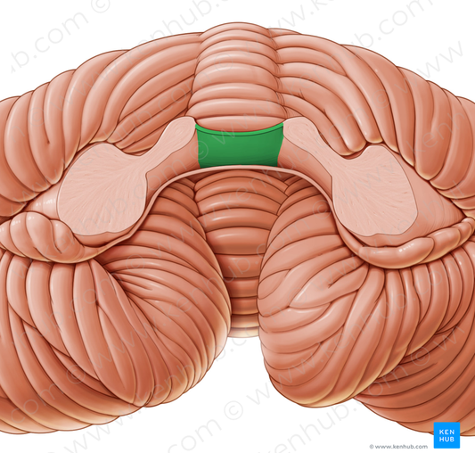 Superior medullary velum (#9942)