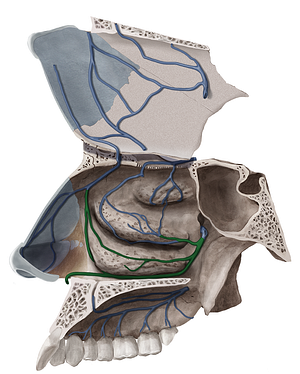Posterior lateral nasal branches of sphenopalatine vein (#8521)