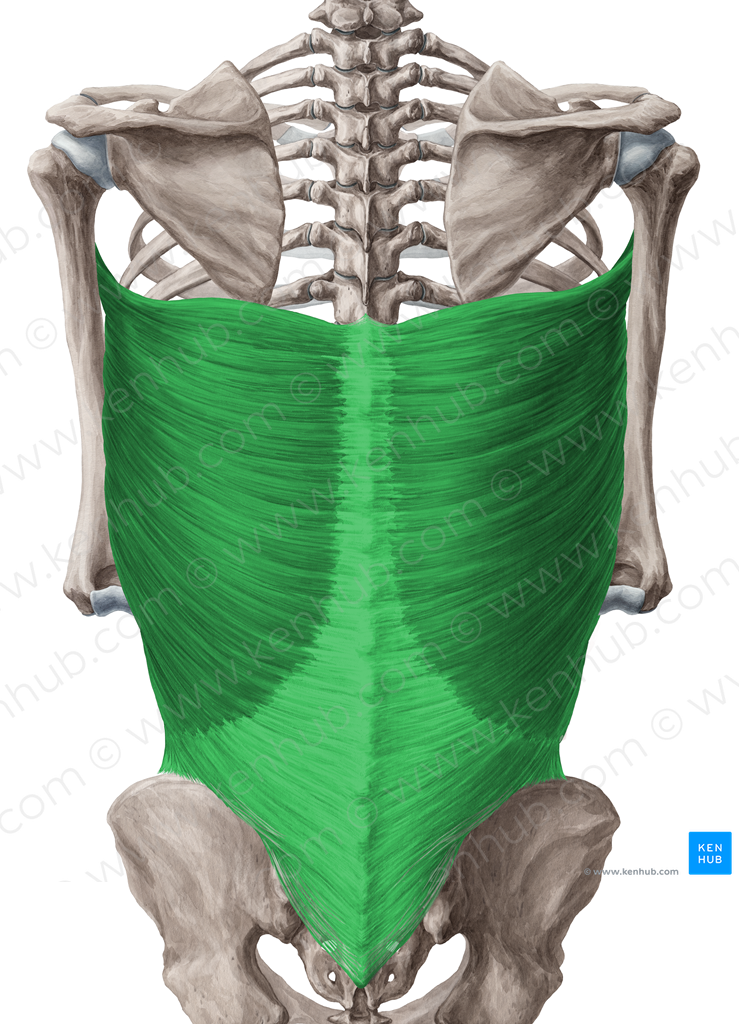 Latissimus dorsi muscle (#5516)