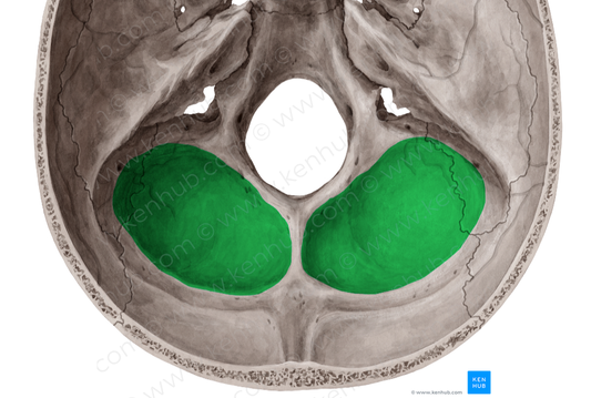 Cerebellar fossa of occipital bone (#3836)