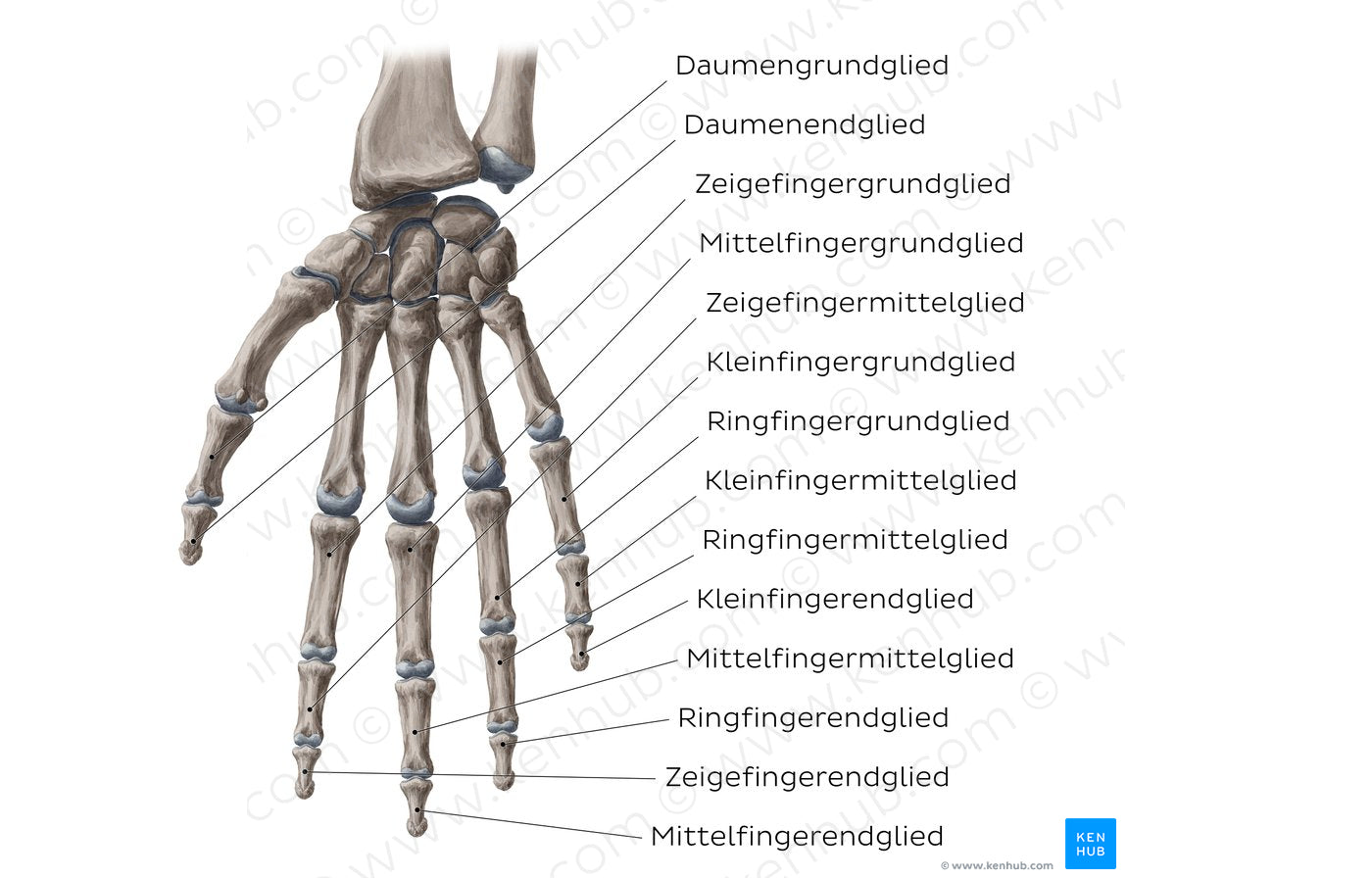 Phalanges of the hand (German)
