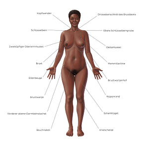 Female body surface anatomy - Anterior (German)