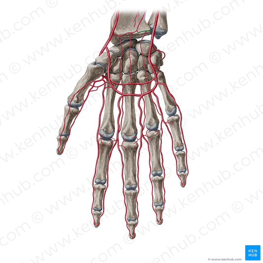 Palmar carpal branch of ulnar artery (#20426)