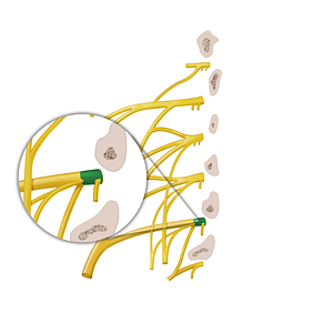 Anterior ramus of spinal nerve L4 (#12888)