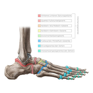 Joints of the foot (German)