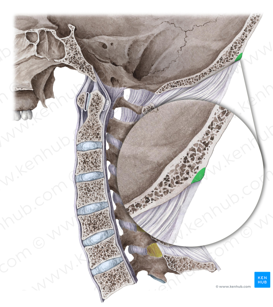 External occipital protuberance (#8390)