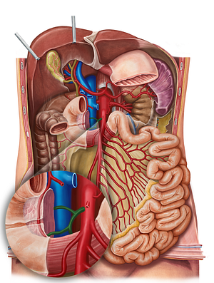 Inferior pancreaticoduodenal artery (#1593)