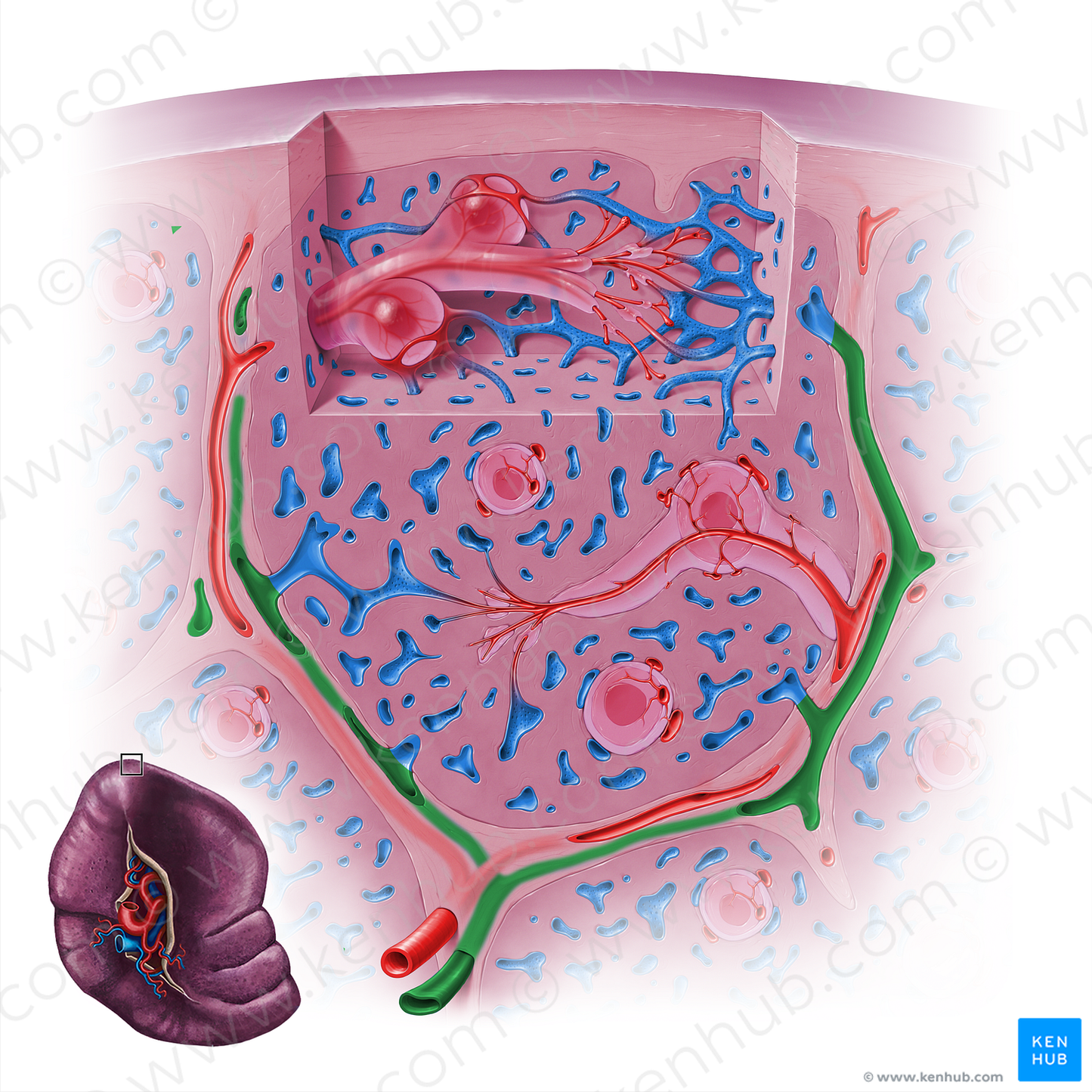 Trabecular vein of spleen (#18147)