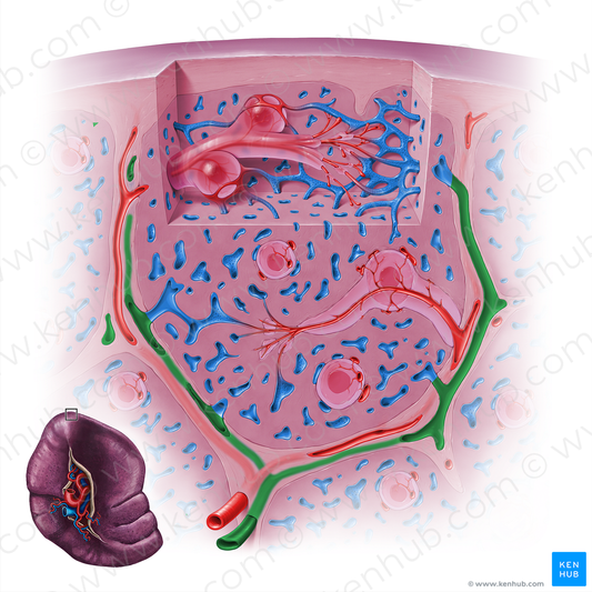 Trabecular vein of spleen (#18147)