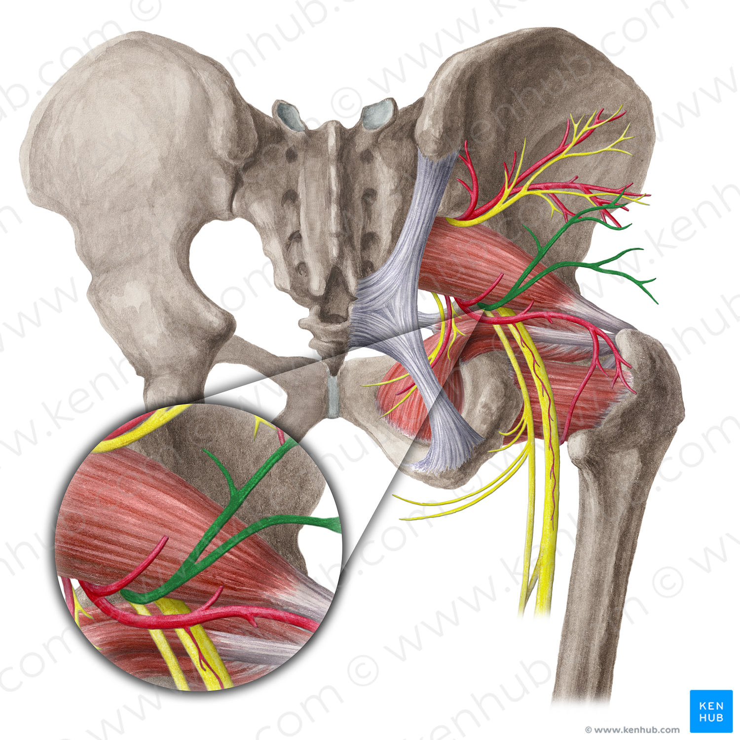 Inferior gluteal nerve (#6445)