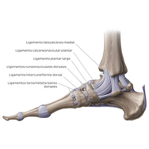 Ligaments of the foot (medial view) (Spanish)