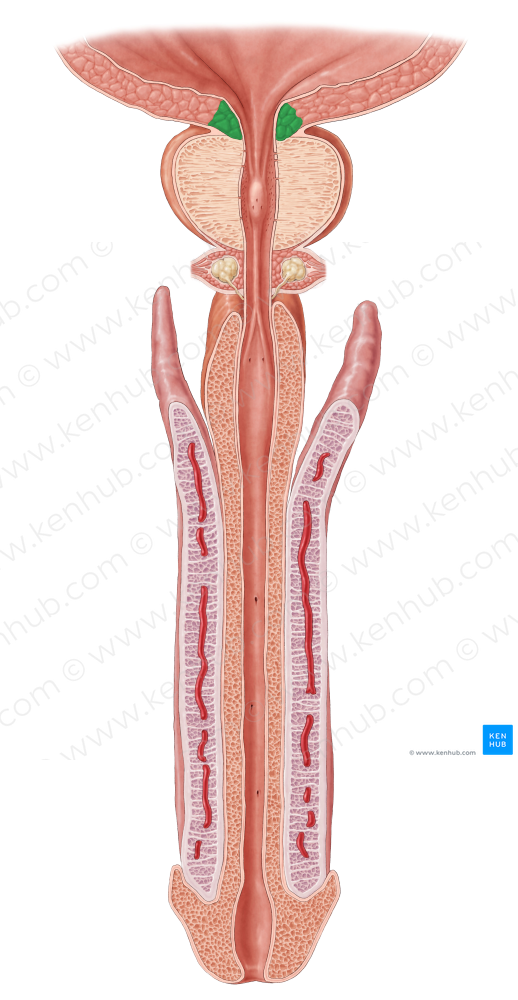 Internal urethral sphincter (#5991)