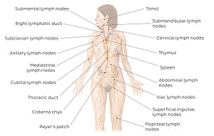 Lymphatic system (English)