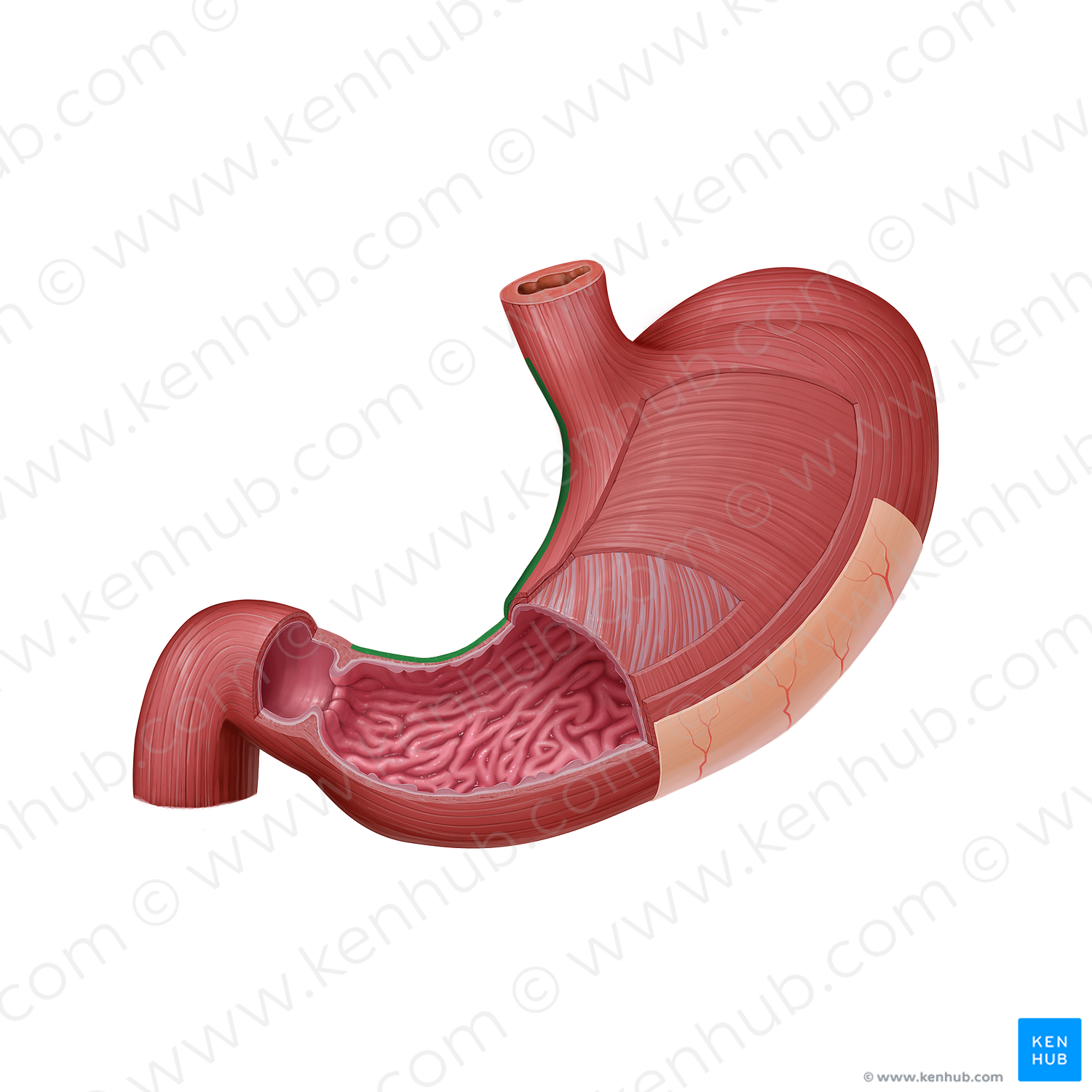 Lesser curvature of stomach (#21588)