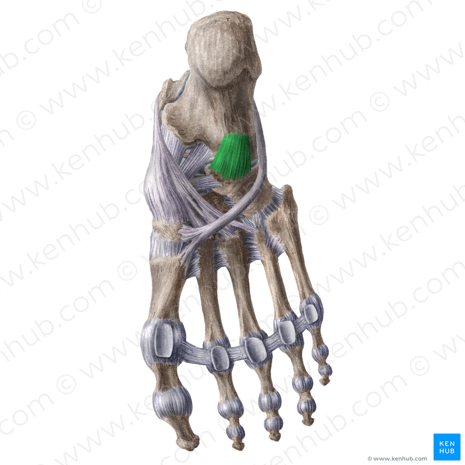 Plantar calcaneocuboid ligament (#18604)