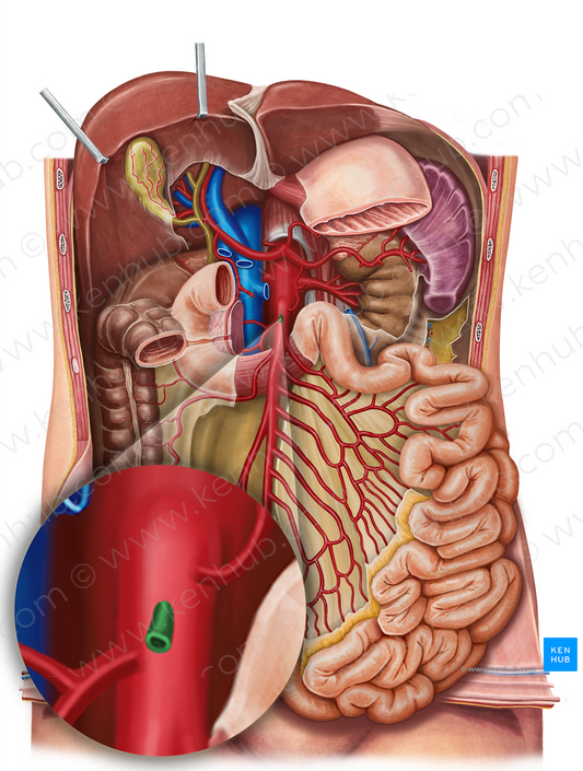 Middle colic artery (#1057)