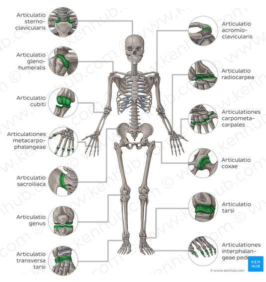 Main joints - anterior (Latin)