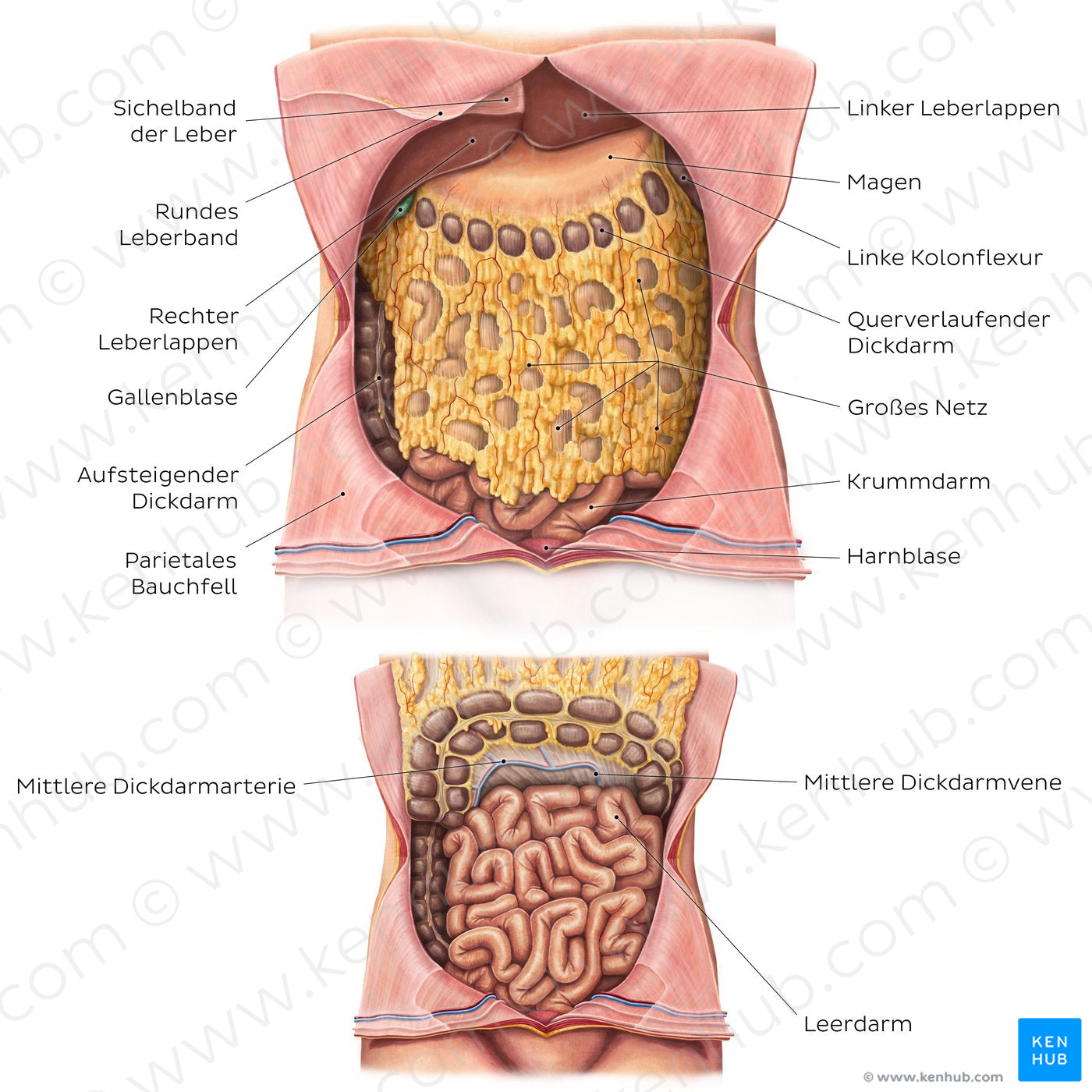 Greater omentum (German)