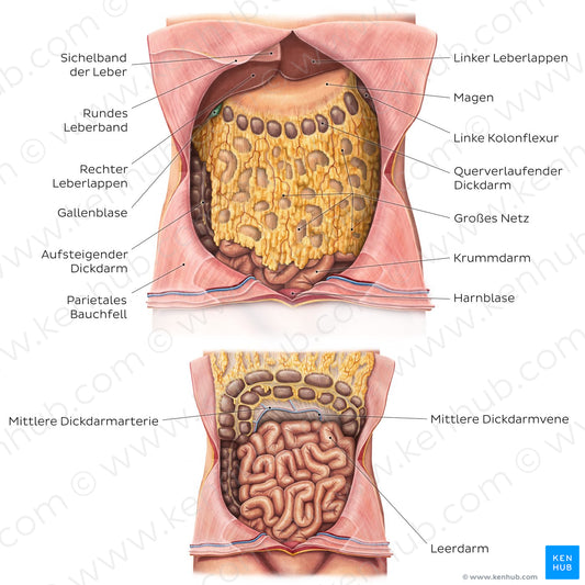 Greater omentum (German)