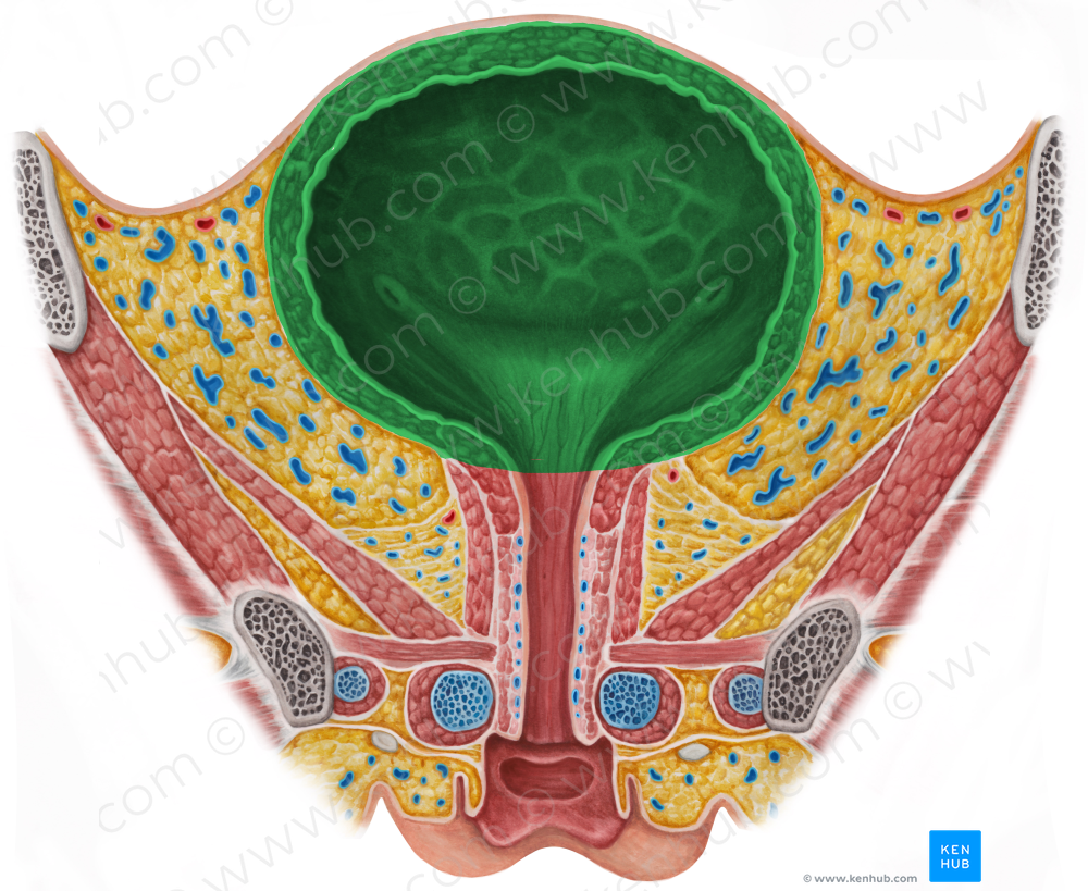 Body of urinary bladder (#3031)