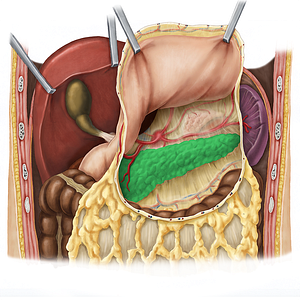 Pancreas (#7612)