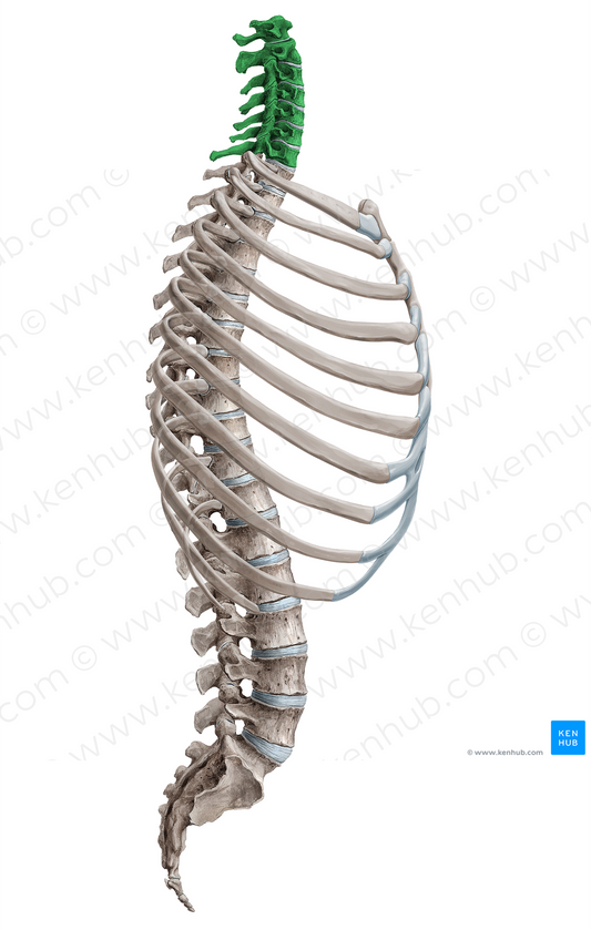 Cervical vertebrae (#18071)