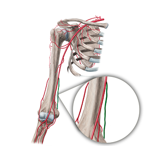 Superior ulnar collateral artery (#1072)