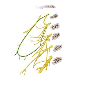 Sternothyroid branch of ansa cervicalis (#20542)