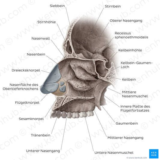 Lateral wall of the nasal cavity (German)