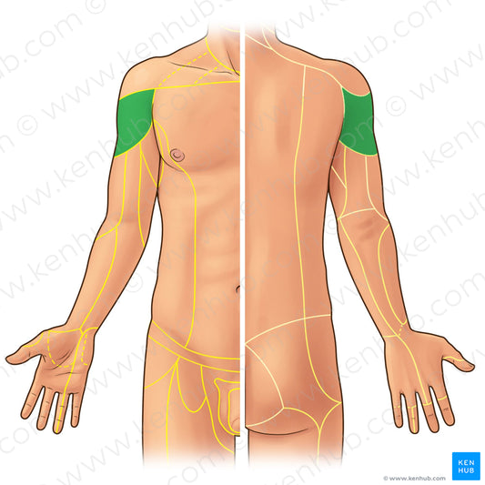 Superior lateral brachial cutaneous nerve (#21929)