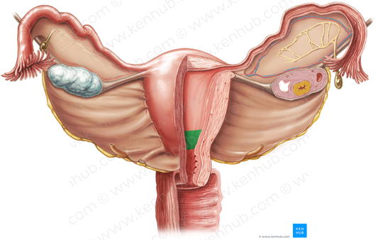 Isthmus of uterus (#4340)