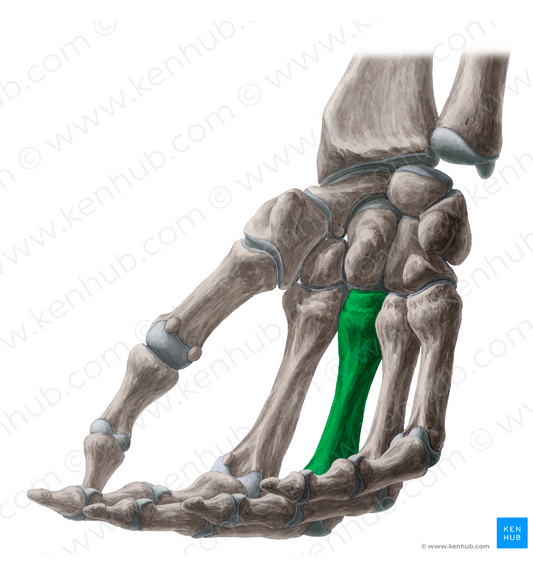 3rd metacarpal bone (#7417)