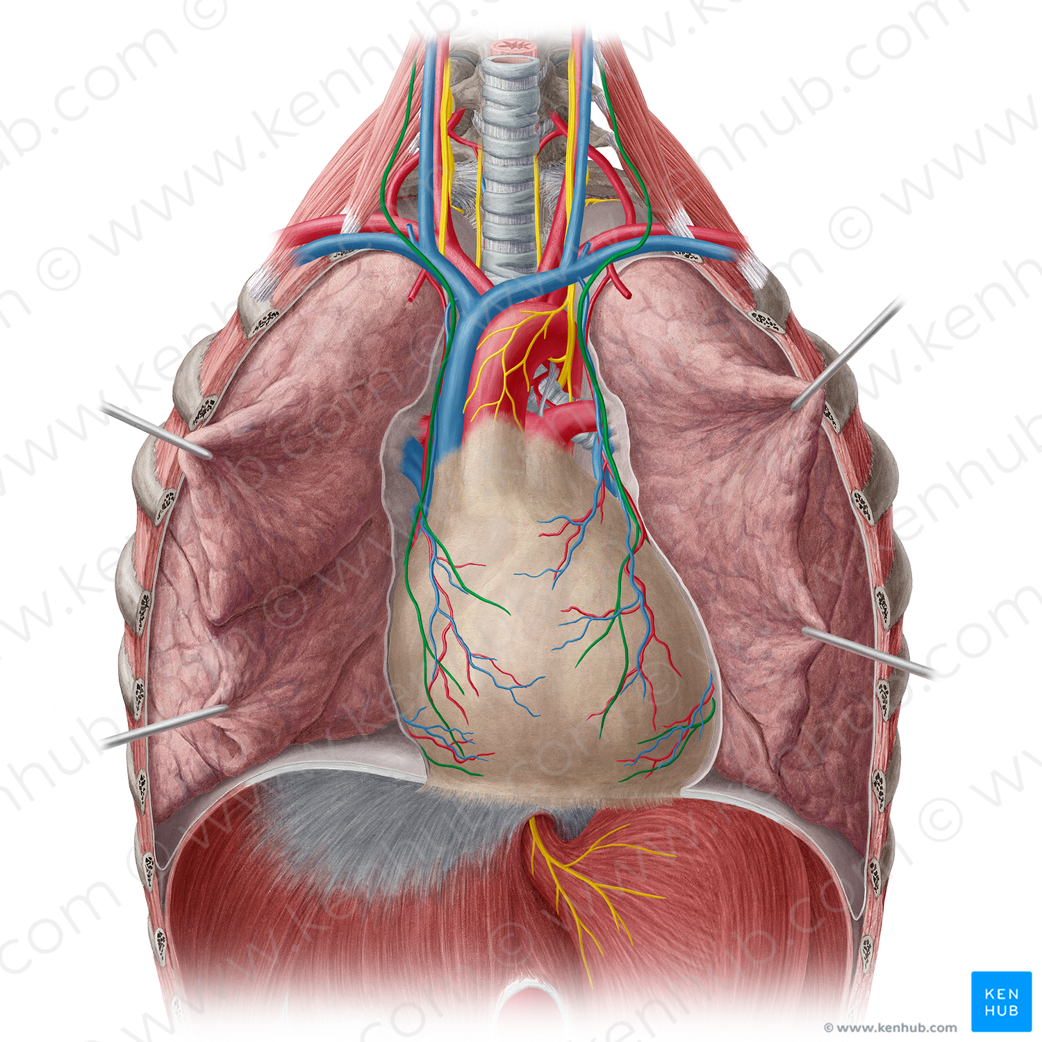 Phrenic nerve (#6682)