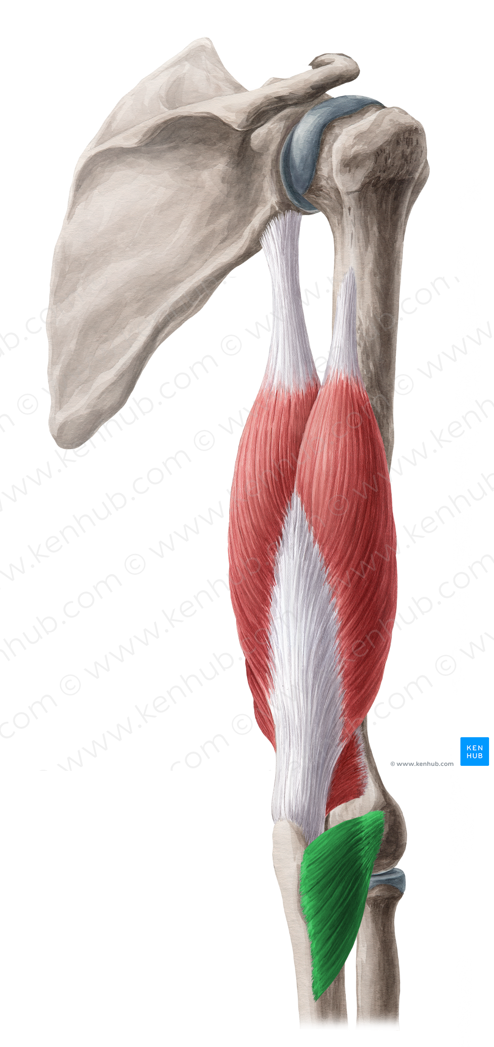Anconeus muscle (#5199)