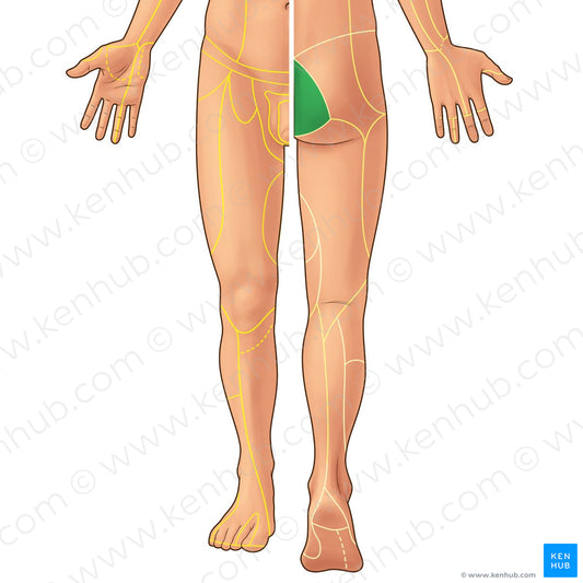 Middle cluneal nerves (#21890)