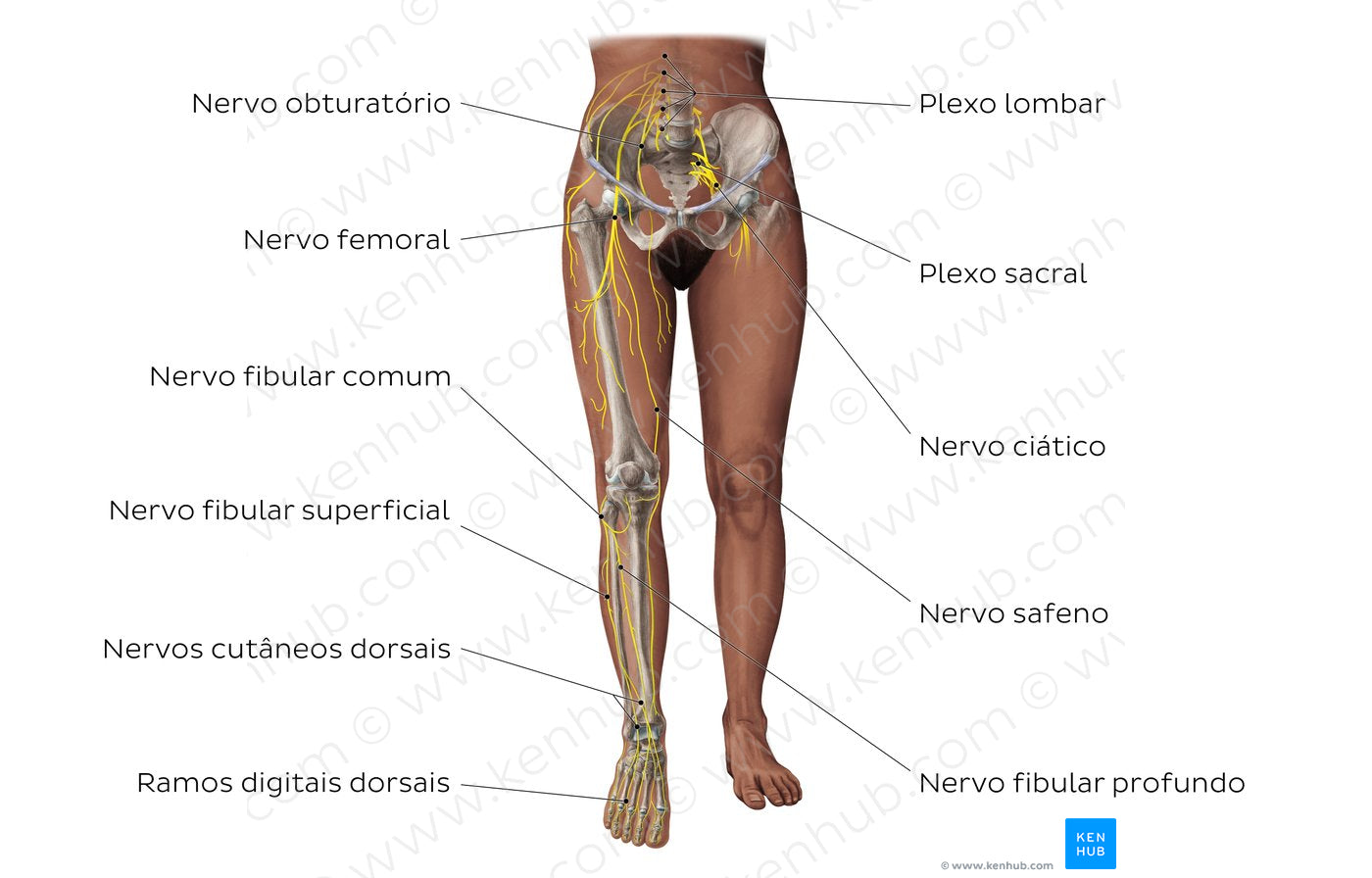 Main nerves of the lower limb - anterior (Portuguese)