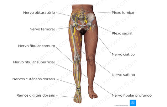 Main nerves of the lower limb - anterior (Portuguese)