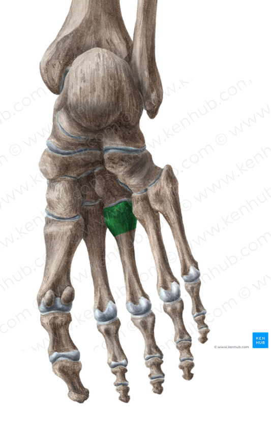 Base of 3rd metatarsal bone (#2170)