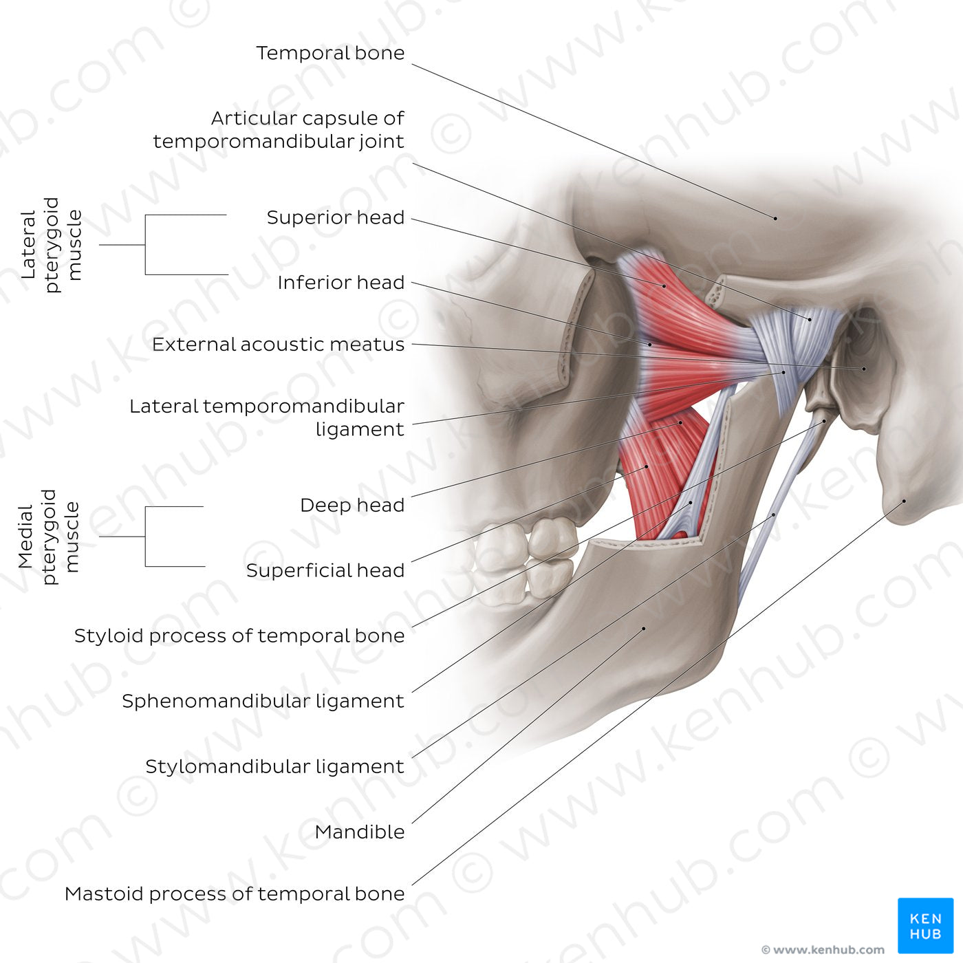 Temporomandibular joint: overview (English)