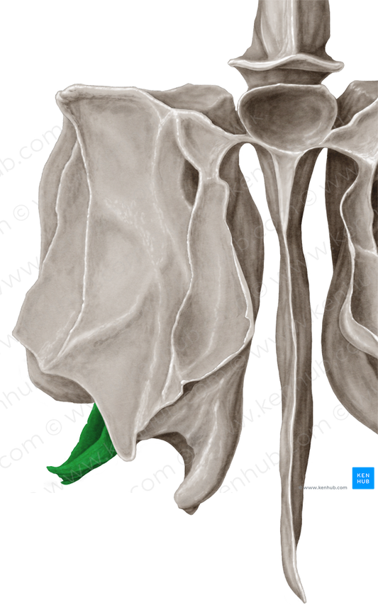 Uncinate process of ethmoid bone (#8353)