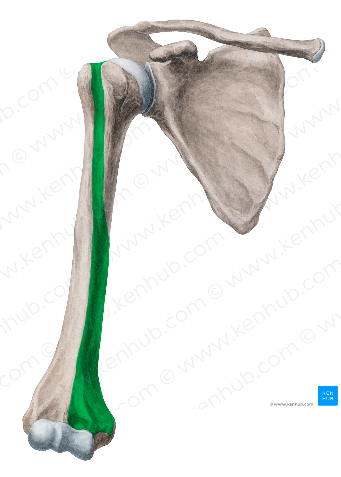 Anteromedial surface of humerus (#19935)
