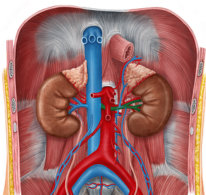 Left renal vein (#10552)