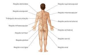 Regions of the back and buttocks (Portuguese)