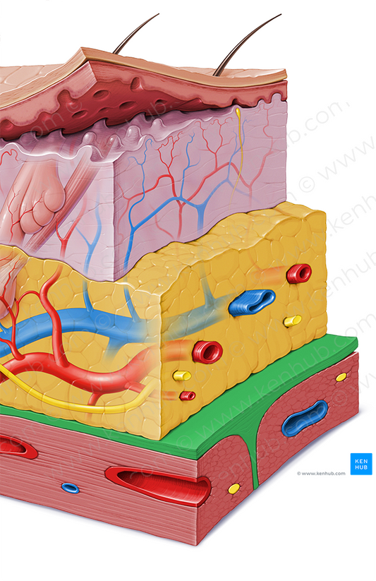 Fascia (#3559)