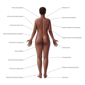 Female body surface anatomy - Posterior (Spanish)