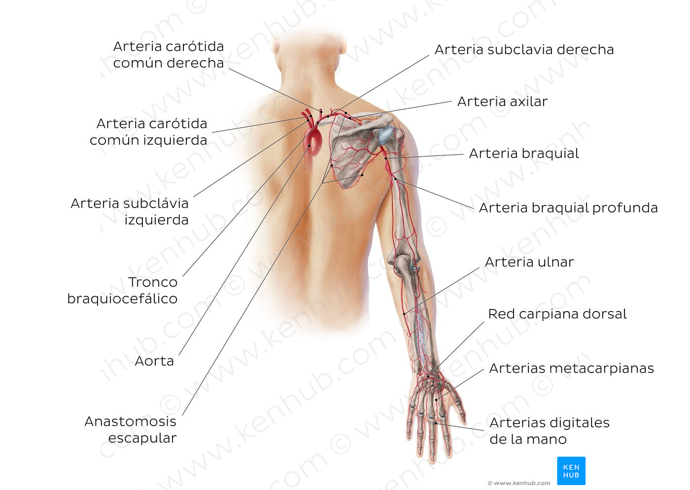 Main arteries of the upper limb - posterior (Spanish)