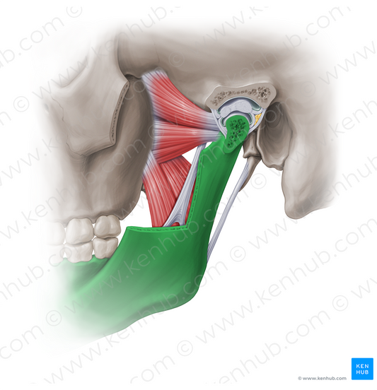 Mandible (#18869)