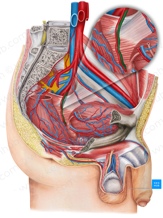 Left middle anorectal veins (#10539)